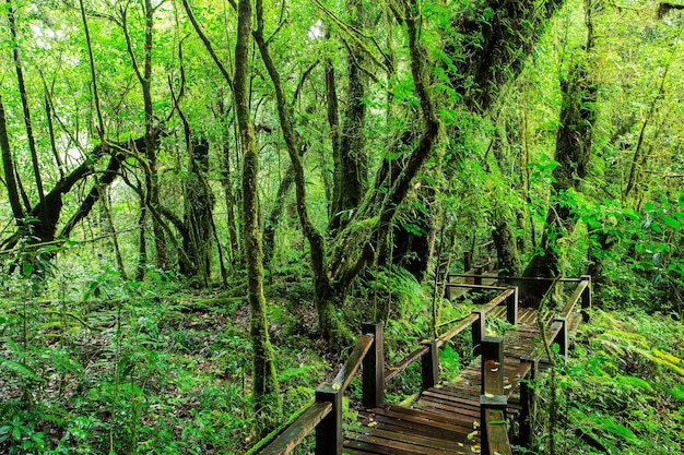 Bella foresta pluviale alla traccia di natura del ANG KA nel parco nazionale del inthanon di doi, Tailandia