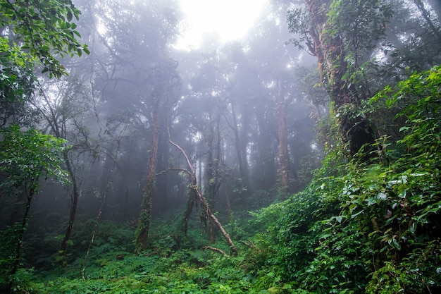 Bella foresta pluviale sul sentiero naturale di ang ka nel parco nazionale di doi inthanon in Thailandia