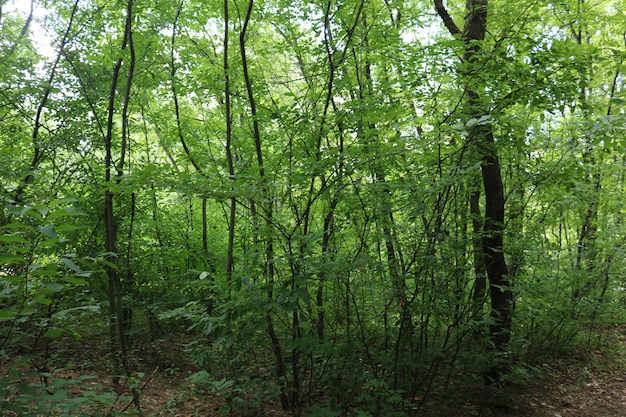 Bella foresta profonda con foglie verdi