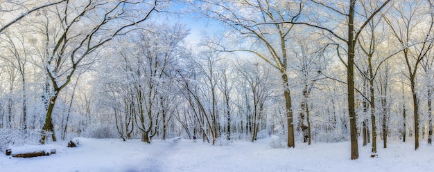 Bella foresta ricoperta di neve in inverno, panorama innevato del paesaggio invernale