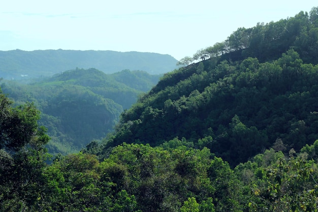 Bella foresta verde a Yogyakarta