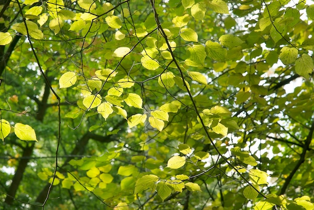 Bella foresta verde brillante