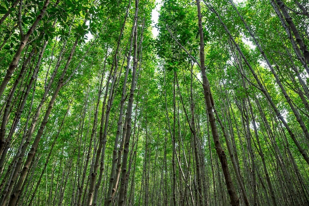 Bella foresta verde che piove mangrovie