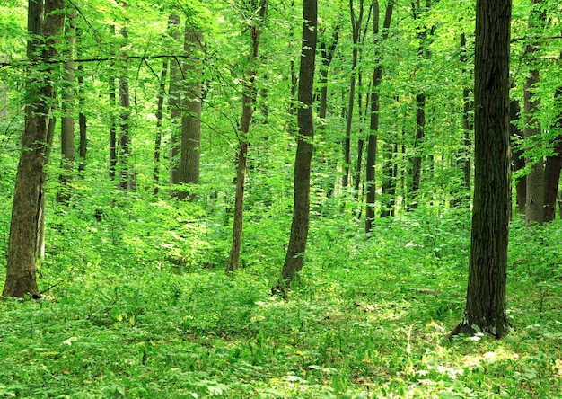 Bella foresta verde con alberi