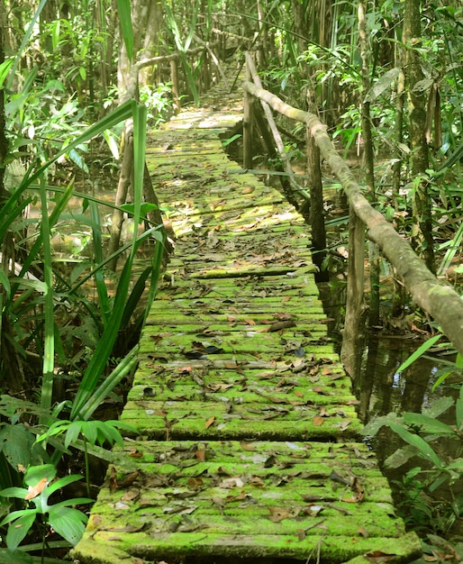 Bella foresta verde con passerella