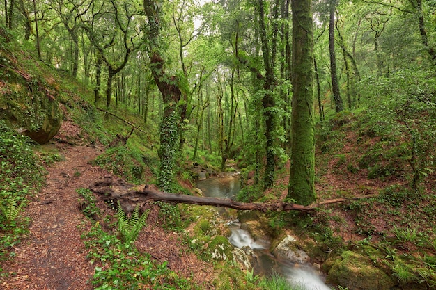 Bella foresta verde con un fiume nella zona della Galizia, in Spagna.