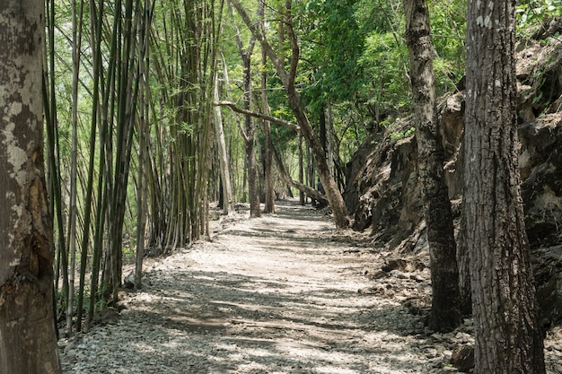 Bella foresta verde in estate. Strada di campagna, percorso, via, corsia, via in giornata di sole