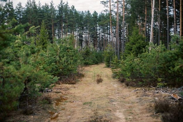 Bella foresta verde in estate Vitebsk regione Bielorussia