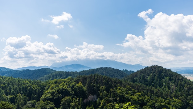 Bella foresta verde sulle montagne