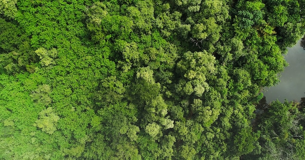 Bella foresta verde tropicale dal fiume, vista dall&#39;alto