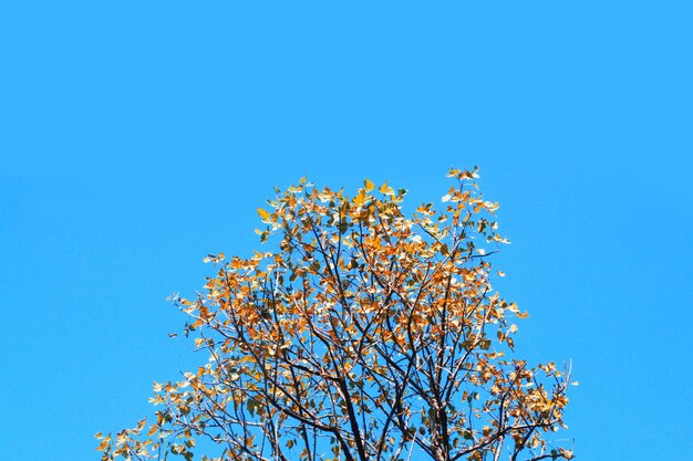 Bella forma del ramo di un albero contro il cielo blu.