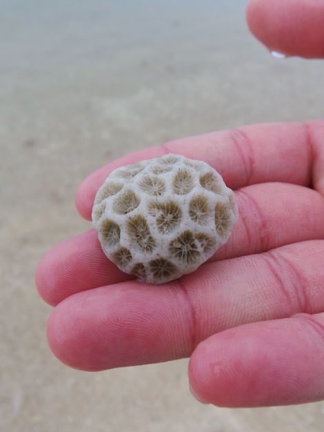 Bella forma rotonda corallo sulla spiaggia