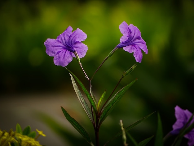 Bella foto alta vicina del fiore selvaggio viola isolato con priorità bassa scura