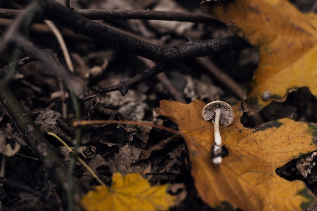 Bella foto autunnale del fogliame della foresta