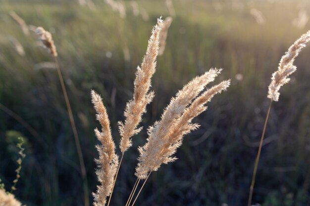 Bella foto autunnale. Rametto dorato di canne Calamagrostis epigejos al tramonto. Messa a fuoco selettiva.