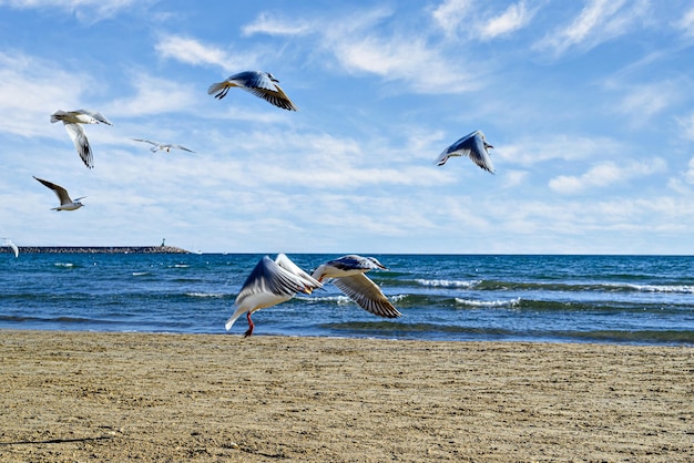 Bella foto di gabbiani che sorvolano la riva della spiaggia sotto il cielo nuvoloso.