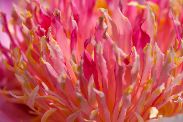 Bella foto di piante di fiori che sbocciano la fotografia macro del primo piano della peonia