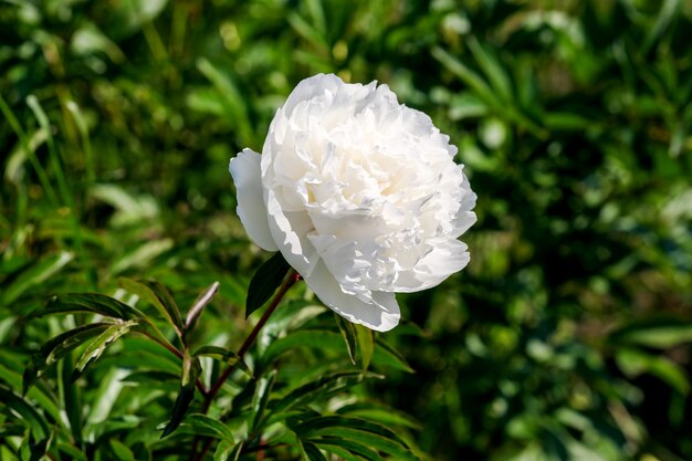 Bella foto di piante di fiori che sbocciano la fotografia macro del primo piano della peonia