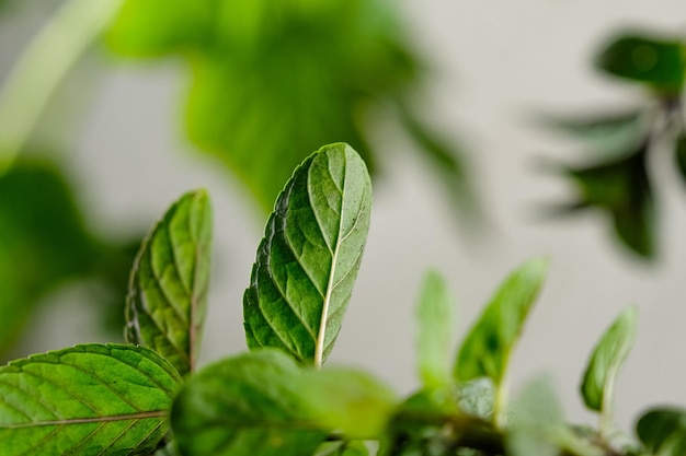 bella foto di sfondo per il tuo salvaschermo foglie di menta e lampone sfocate foto di sfondo