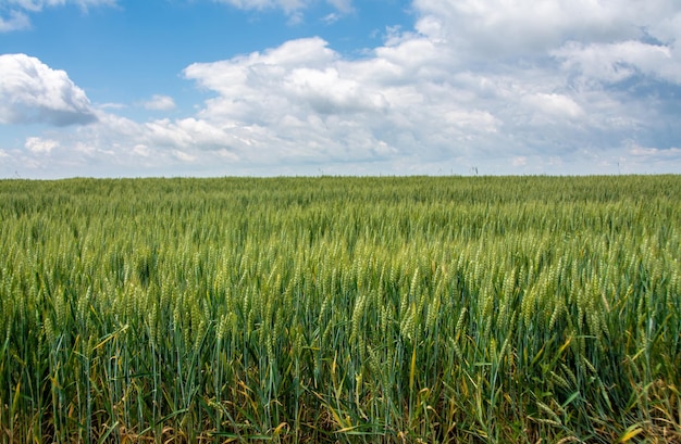 Bella foto di un campo di grano verde sullo sfondo del cielo nuvoloso.