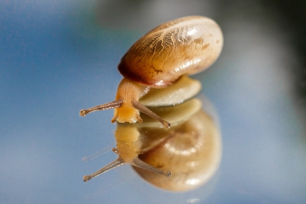 Bella foto di una lumaca con le corna