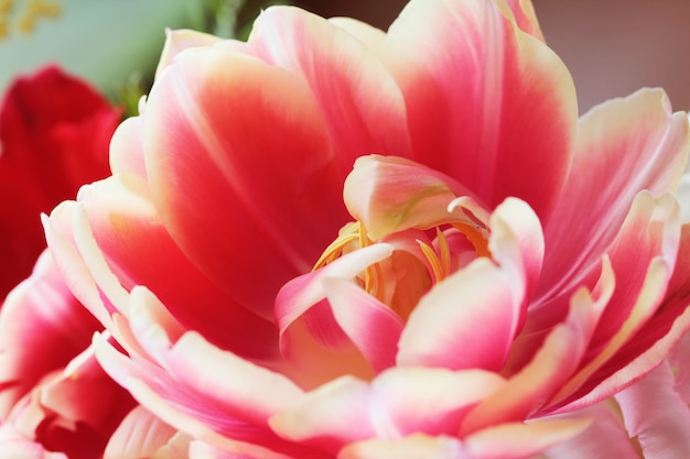Bella foto macro ravvicinata di un tulipano
