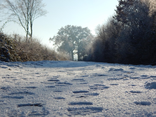 Bella fotografia naturalistica dal nord della Germania