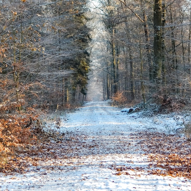 Bella fotografia naturalistica dal nord della Germania