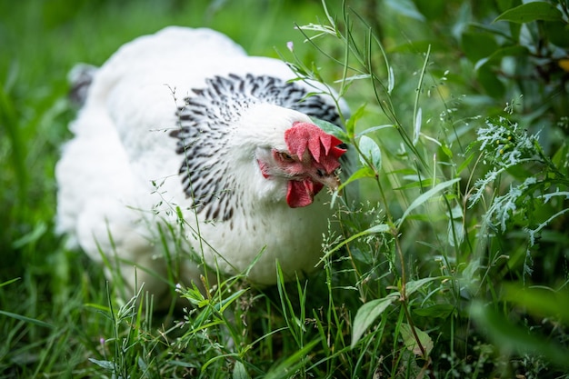 Bella gallina in uno sfondo verde