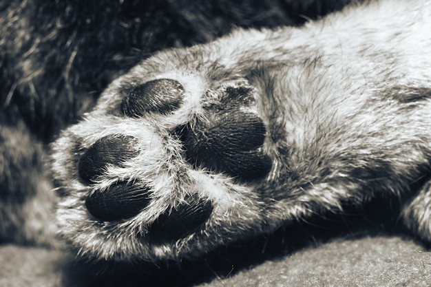 Bella gamba di gatto in primo piano Gambe feline macro Un muso di gatto Texture del modello di sfondo