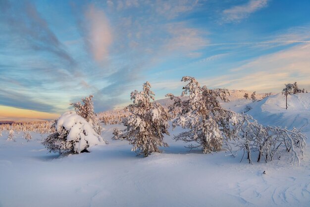 Bella gelida mattina d'inverno in un bosco polare intonacato di neve. Abeti di Natale innevati sul fianco della montagna. Natura aspra artica.