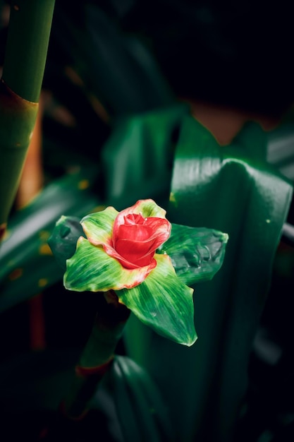 Bella gemma rossa su sfondo verde