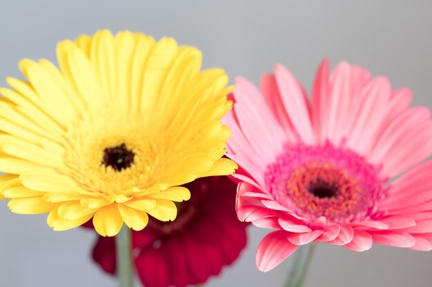 Bella gerbera fiori rosso giallo rosa su sfondo grigio