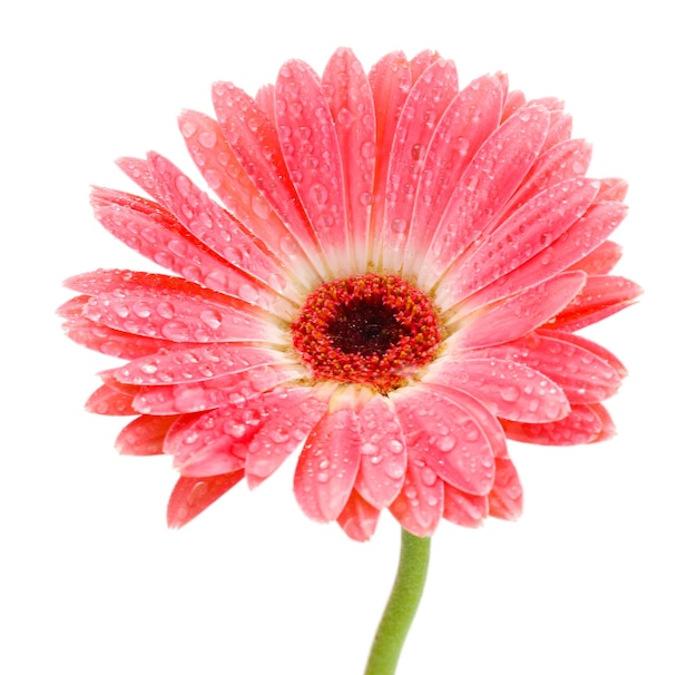 Bella gerbera rosa con gocce isolate su bianco