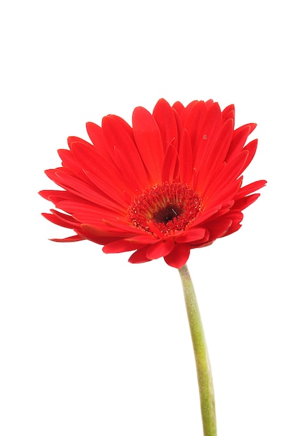 Bella gerbera rossa isolata su bianco