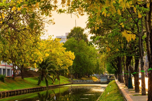 Bella giallo Cassia fistola (Golden doccia albero) sbocciano i fiori su albero intorno al muro del fossato in Chiang Mai Thailandia del Nord.