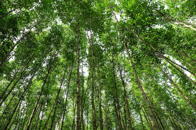 Bella giornata di pioggia nella foresta verde