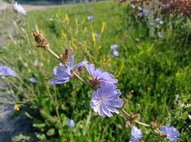 bella giornata di sole delicati fiori blu cicoria