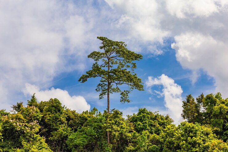 Foto bella giornata di vacanza nel parco nazionale di khao sok, suratthani, thailandia