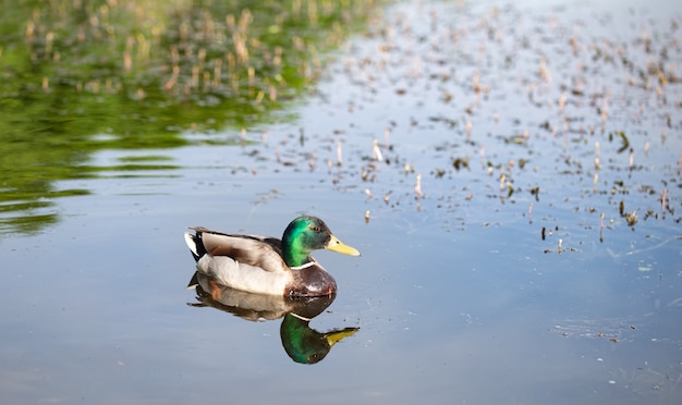 Bella giovane anatra selvatica sul lago si chiuda.