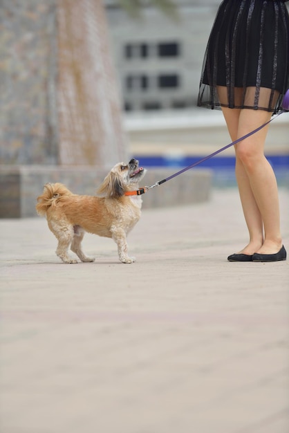 bella giovane donna felice in abito nero con simpatico cucciolo di cane divertirsi per strada