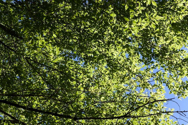 Bella giovane fogliame di alberi verdi