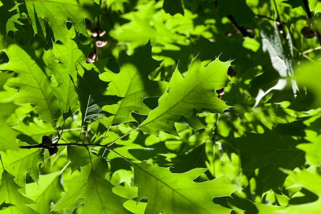 Bella giovane fogliame di alberi verdifoglie di un albero nella stagione estiva o primaverile