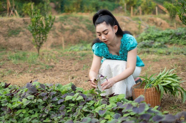 Bella giovane giardiniere donna asiatica con un cesto di verdure appena raccolte di spinaci nei giardini, donne nel suo orto, verdura amaranto rosso Il nome scientifico: Amaranto tricolore