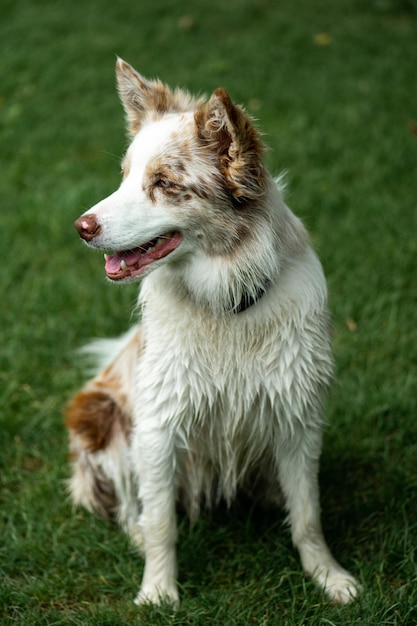 Bella giovane merle rosso Border collie ritratto