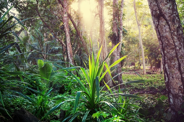 Bella giungla tropicale verde