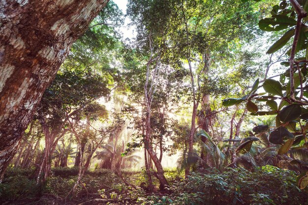 Bella giungla tropicale verde