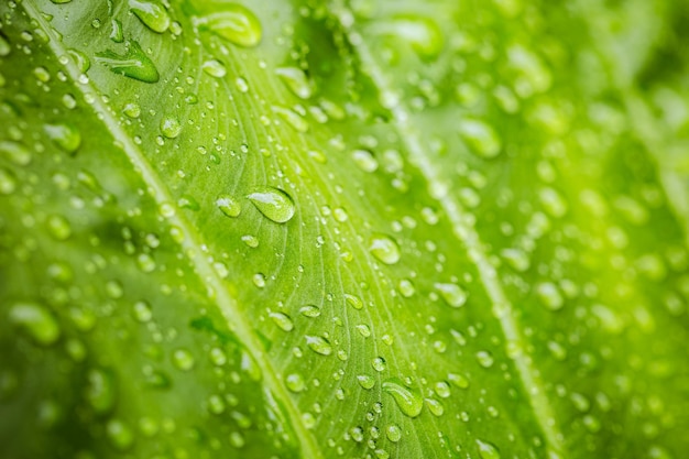 Bella goccia d'acqua su foglia di palma tropicale, fogliame verde scuro, sfondo della natura. Natura perfetta