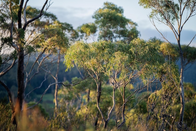 Bella gomma Alberi e arbusti nella foresta australiana Gumtrees e piante autoctone che crescono in Australia