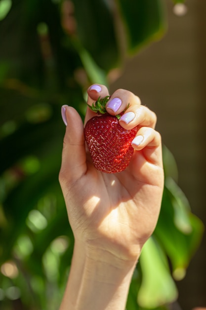 Bella grande fragola rossa in una mano